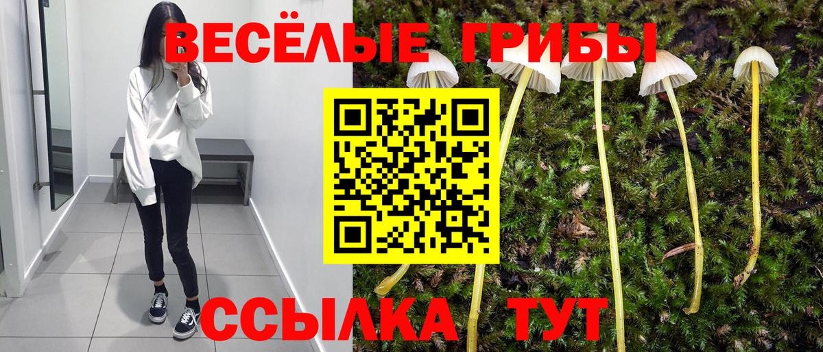 Димитровград  Псилоцибиновые грибы MAGIC MUSHROOMS  Галлюциногенные грибы Psilocybe  Вход с VPN 